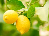 Limones 9 Kg-385