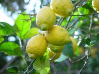 Limones caja de 14 Kg-0