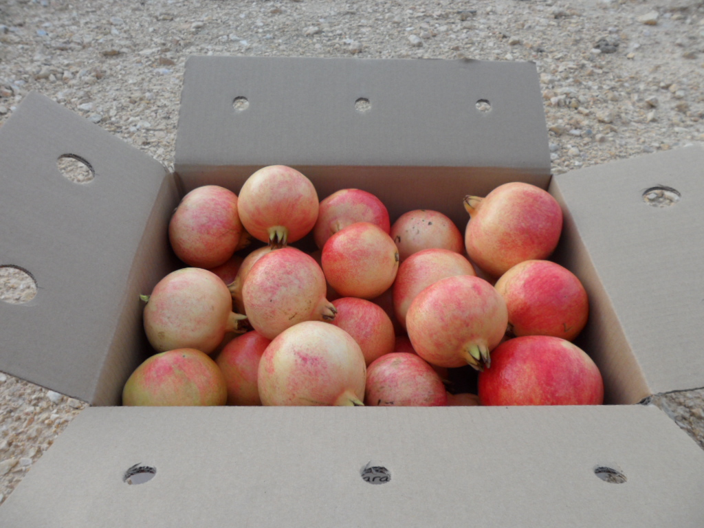 Granada Mollar de Elche 19kg ✔-425