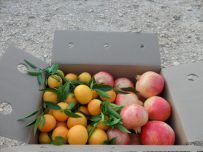 Caja Mixta 19kg Mandarina y Granada Mollar-402