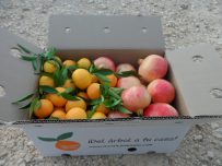 Caja Mixta 9kg Mandarina y Granada Mollar-409