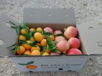 Caja Mixta 14kg Mandarina y Granada Mollar-407