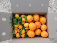 Caja Mixta 14kg Mandarina y Caqui Persimon-413