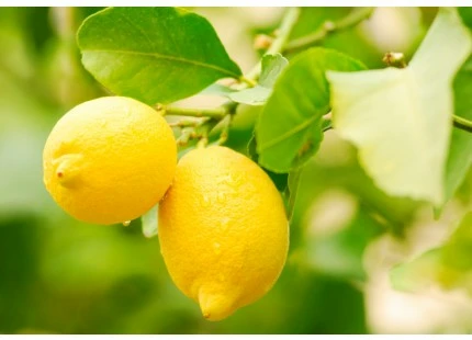 Limones Eureka 1kg ✔-0