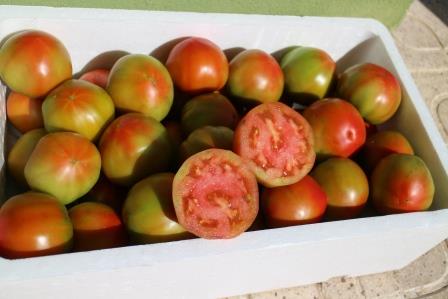 Tomate Óptima 5kg ✔-598