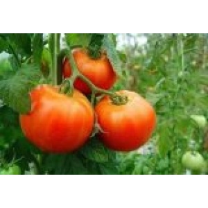 Tomate Óptima 5kg ✔-495
