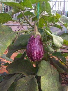 Berenjena Valenciana 1kg ✔-0