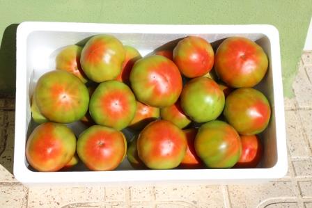 Tomate Óptima 1kg ✔-570