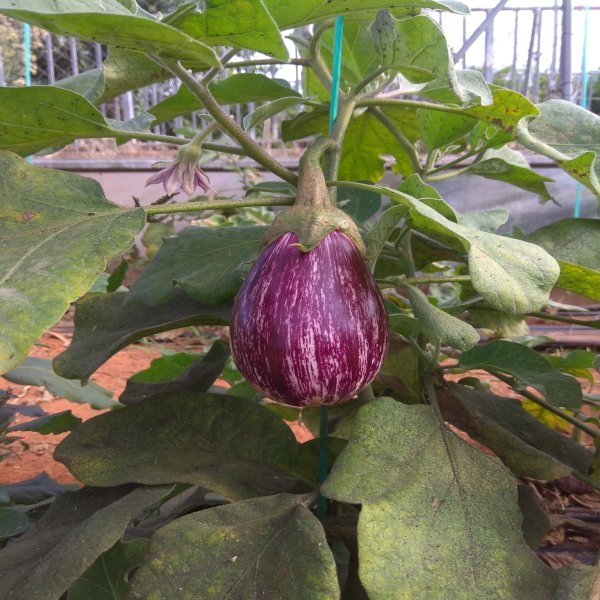 Berenjena Valenciana 1kg ✔-0