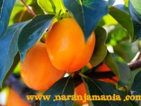 Caqui Persimón D.O. Ribera del Xúquer 1kg-0