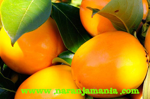 Caqui Persimón D.O. Ribera del Xúquer 5kg ✔-665