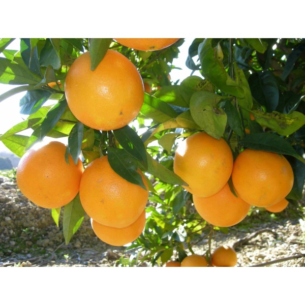 Comprar naranjas sin seleccionar