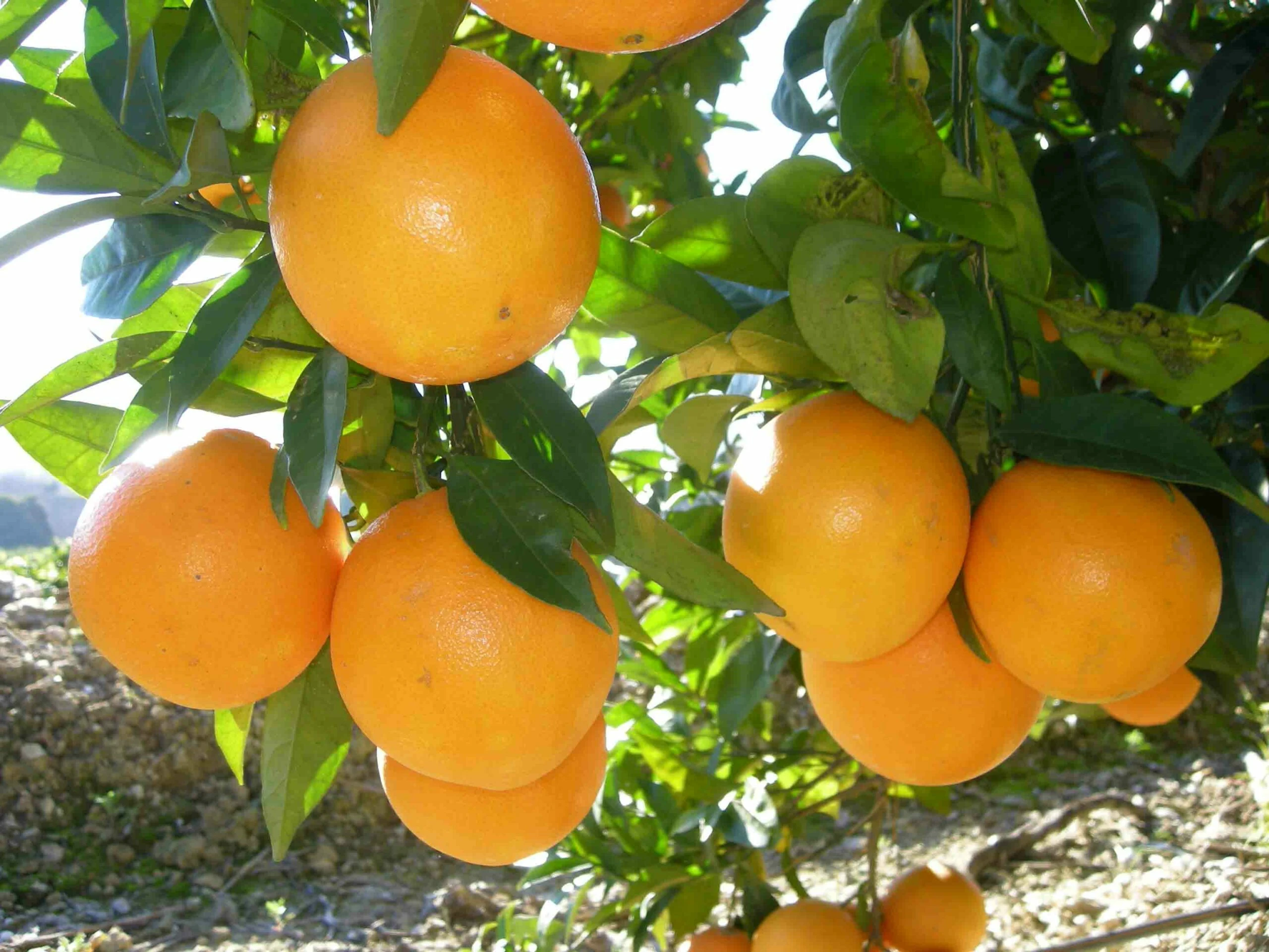 comprar naranjas online