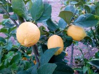 Limones MINI 1kg-0