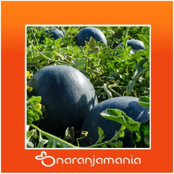 Sandia sin pepitas ✔-0