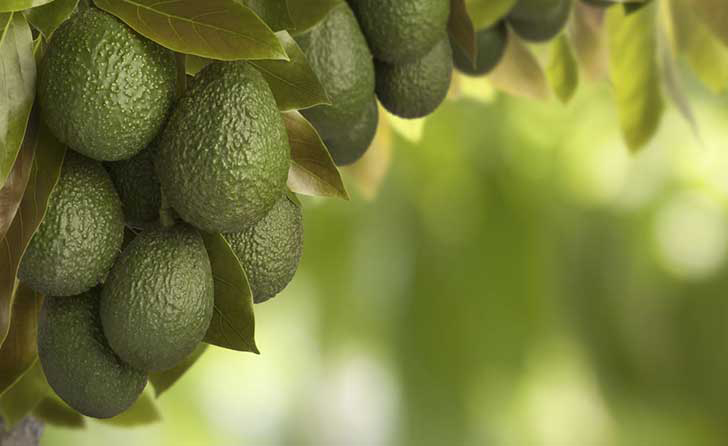 Aguacate Hass 1kg ✔-0