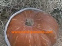 Calabaza Halloween(2,5kg a 3,5kg aprox.)-0