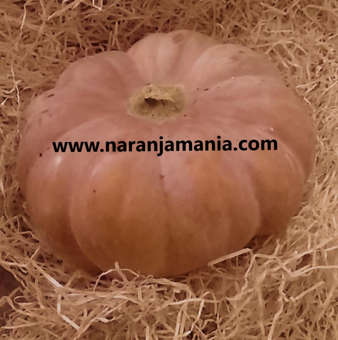 Calabaza Halloween(2,5kg a 3,5kg aprox.)-1066