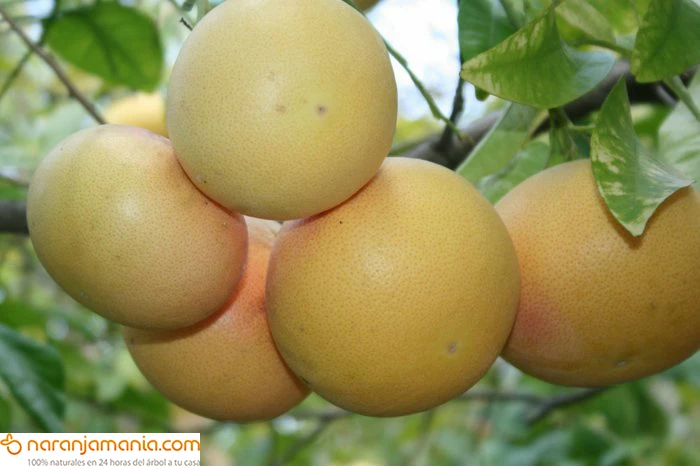 Caja de 14kg Pomelo Star Ruby ✔ -828
