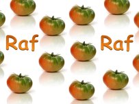 Tomate raf 1kg ✔-0