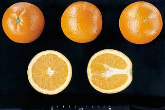 Naranja Máquina de Zumo C6-7 19kg ✔-935