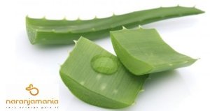 Aloe Vera (hoja) ✔-945