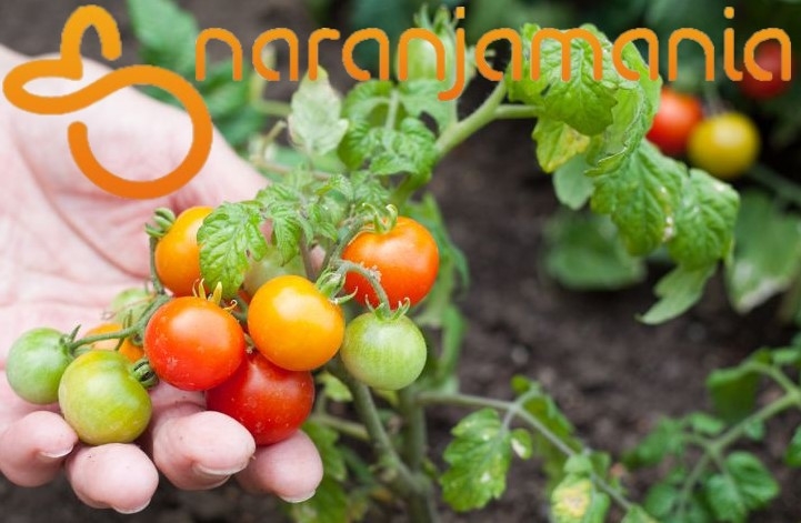 Tomate Cherry 1kg ✔-951