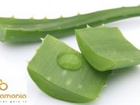 Aloe Vera (hoja) ✔-945