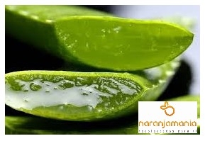 Aloe Vera (hoja) ✔-946