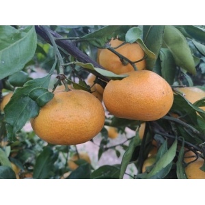 Mandarina zumo 9kg✔-1056