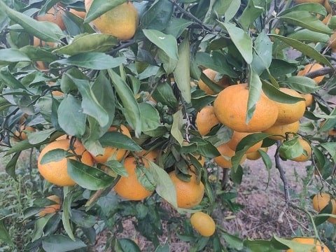 Mandarina zumo 9kg✔-0