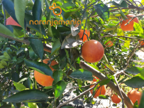 Naranja SANGUINA DULCE caja de 9kg-0