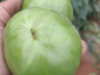 TOMATE SALMUERA 5KG-0