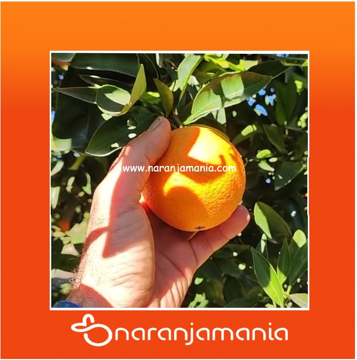 Caja 19kg Naranja de Zumo