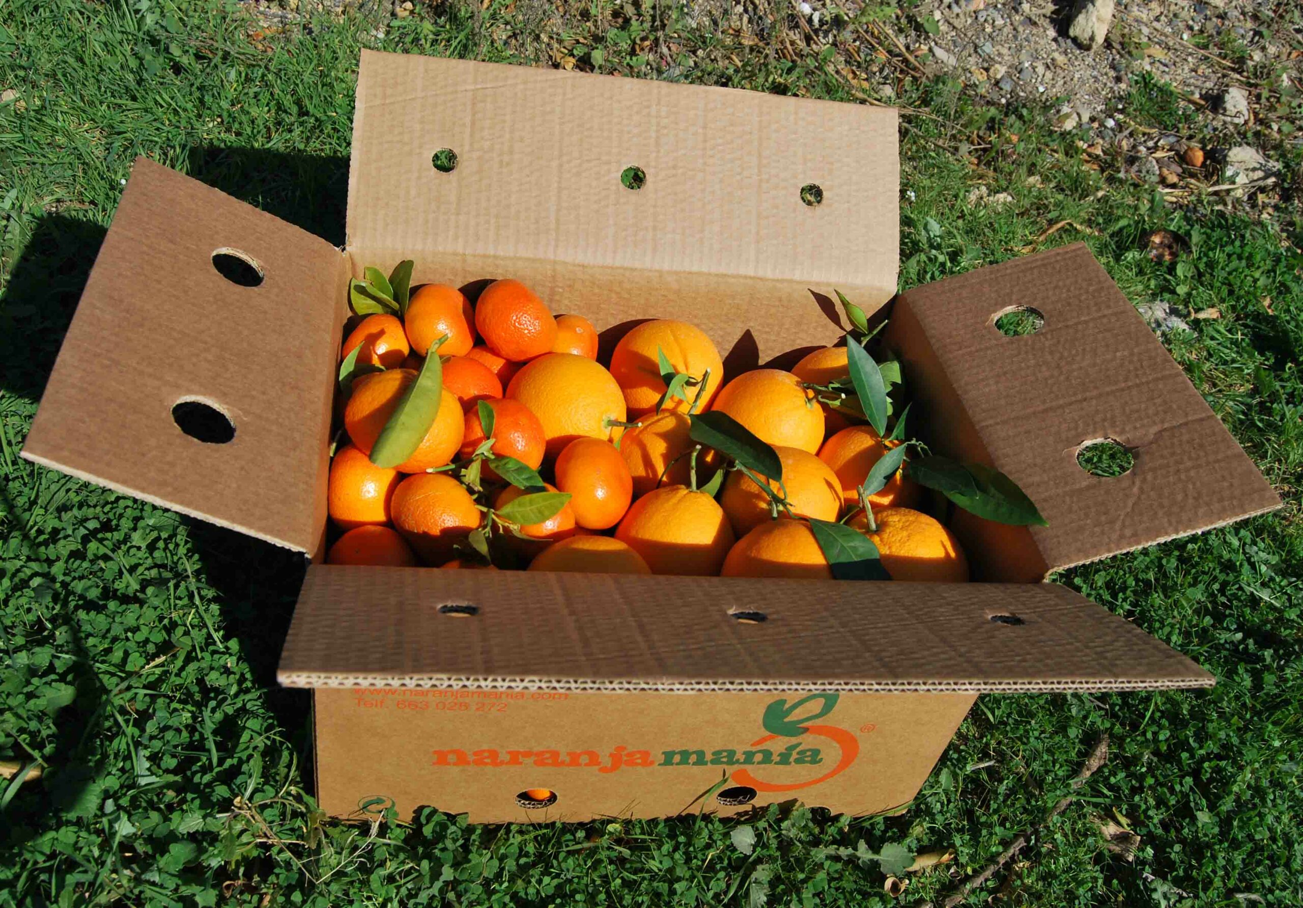 Caja Mixta de 9kg de Naranja de Mesa y Mandarina
