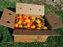 Caja Mixta de 9kg de Naranja de Mesa y Mandarina